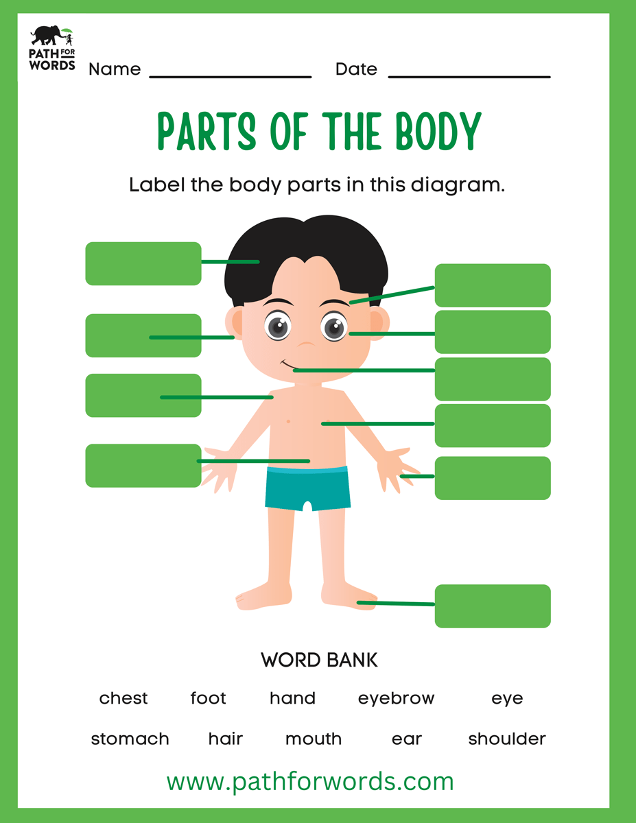 path for words logo with a space for a child to write their name, date and word bank with chest, foot, hand, eyebrow, eye, stomach, hair, mouth, ear and shoulder for the child to find the body part and write the correct name beside the correct body part. There is a body of a young child with brown hair and brown eyes wearing blue shorts